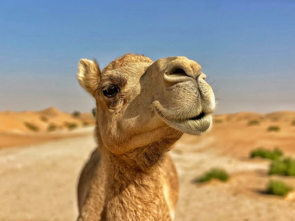 Qu'est-ce que sont les quips et comment peuvent-ils améliorer votre vie quotidienne ?